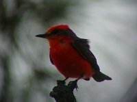 Vermillion Flycatcher
